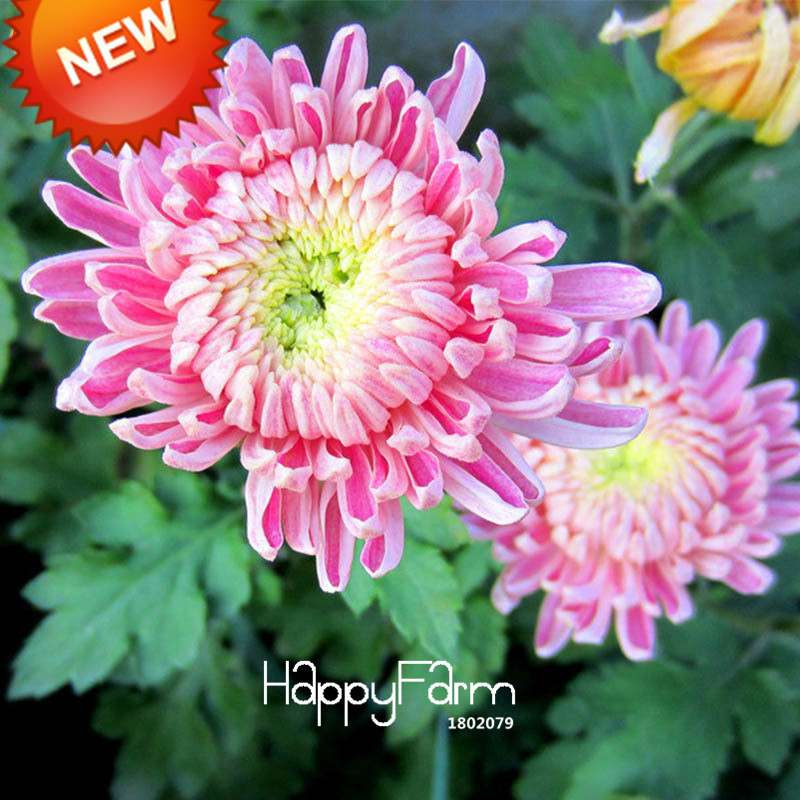 Rare Bicolor Pink & Yellow Chrysanthemum Seeds - DIY Garden Flowers, Fast-Growing Potted Plants
