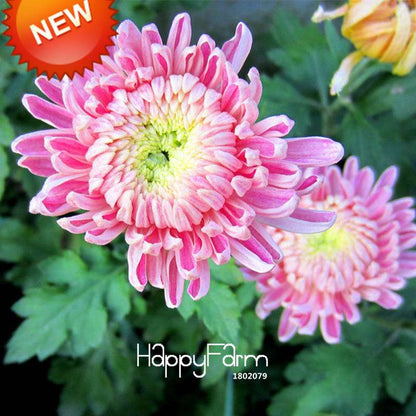 Rare Bicolor Pink & Yellow Chrysanthemum Seeds - DIY Garden Flowers, Fast-Growing Potted Plants