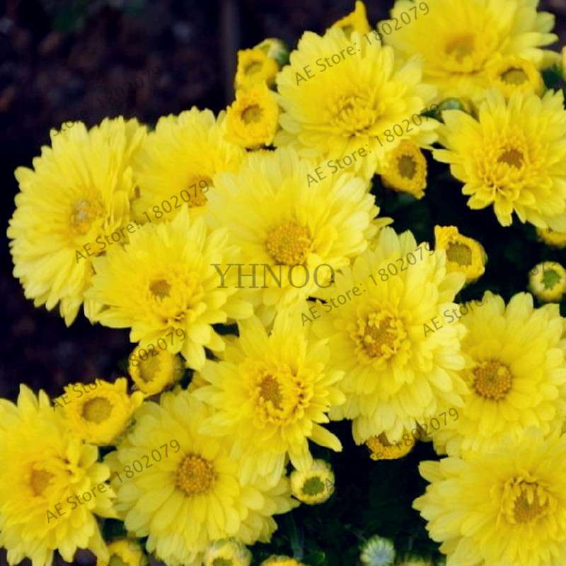 Rare Ground-Cover Chrysanthemum Seeds - Easy-Grow Perennial Bonsai Flowers for Home & Garden