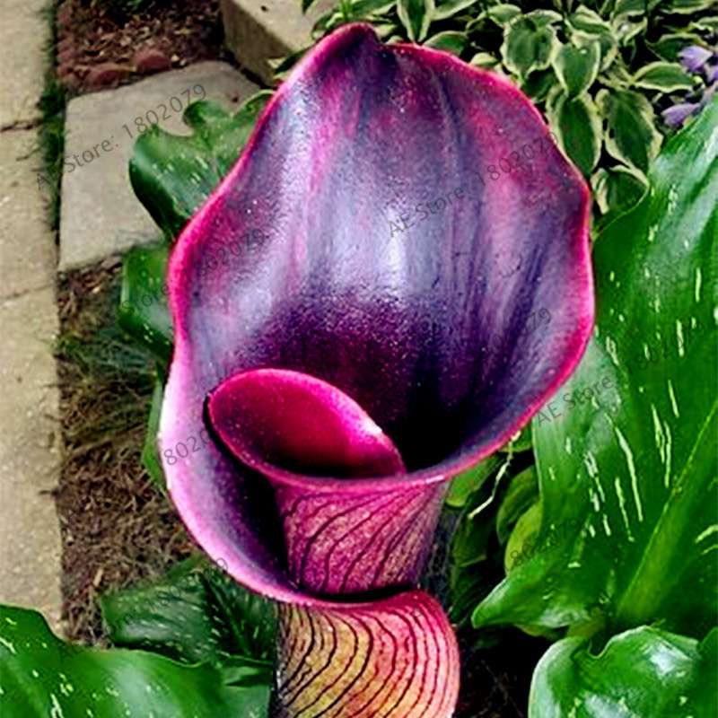 Calla Lily Seeds - Rare Perennial Bonsai Plant for Home, Garden & Wedding Bouquets | Gift Flowers