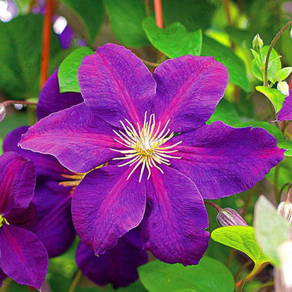 Mixed Clematis Seeds - Easy to Grow Beautiful Bonsai Flowers for Home Garden (Limited Time Offer)