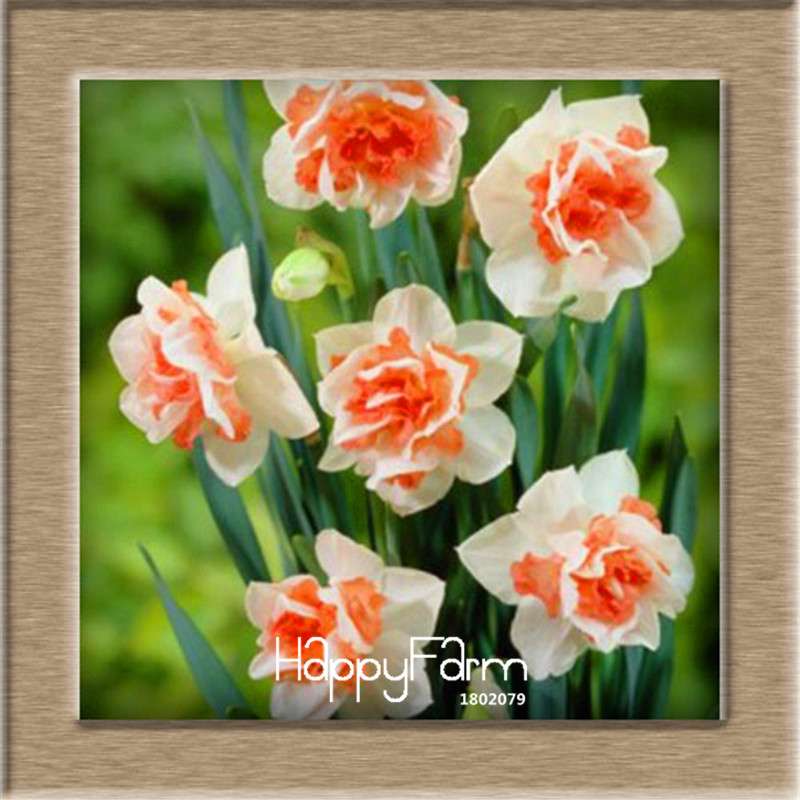 Narcissus Tazetta Seeds - Beautiful Daffodil Balcony Plants, Air-Purifying & Easy to Grow