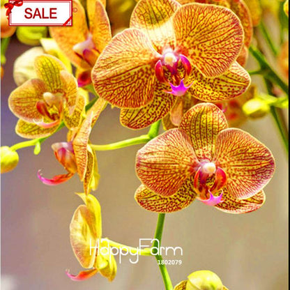 Yellow Phalaenopsis Orchid Seeds - Perennial Potted Flowering Plants for Home Garden