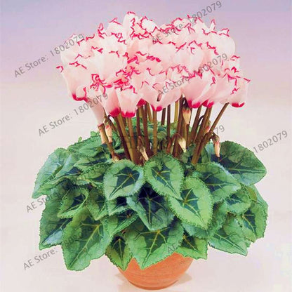 Cyclamen Seeds - Perennial Bonsai Plants for Home & Garden, Easy to Grow, Fast Shipping