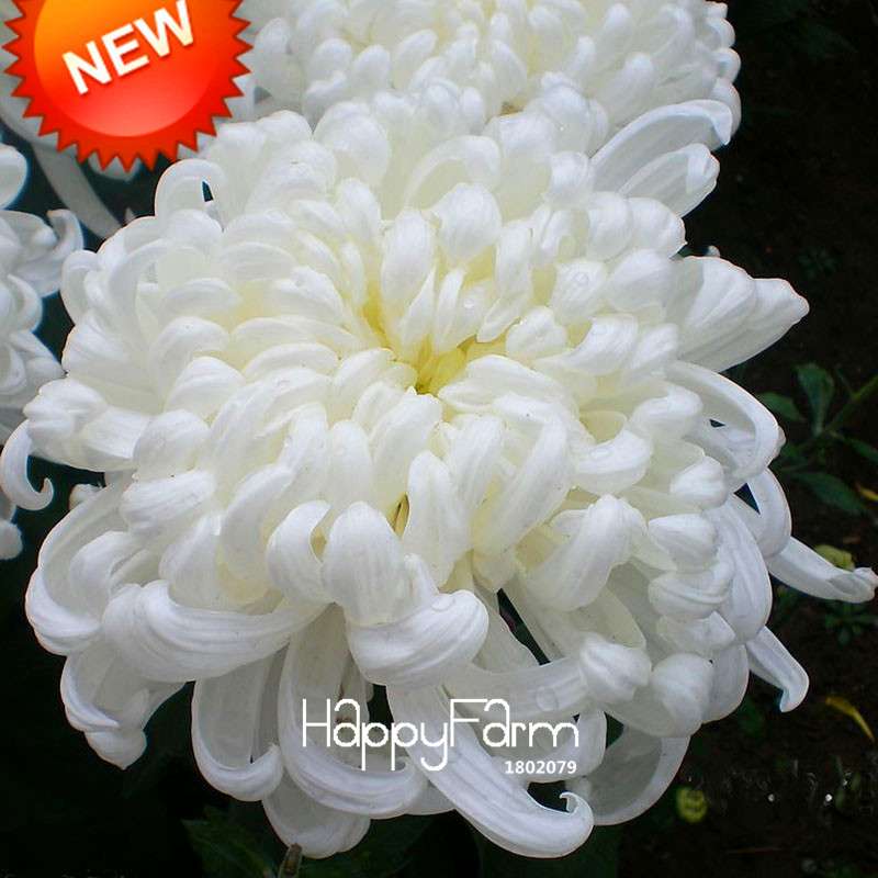 Premium White Chrysanthemum Seeds for Potted Plants - Garden Flowers