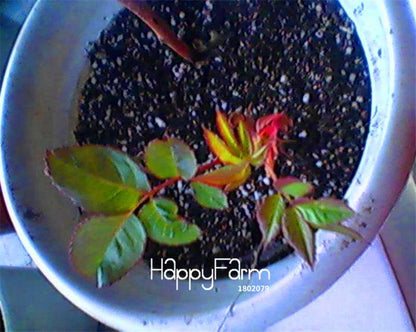 Purple & Green Rose Seeds - Premium Bonsai Flowers for Planting, Home Garden Gifts