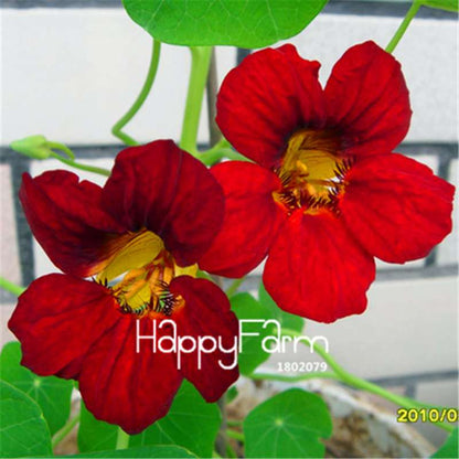Rare Hanging Nasturtium Seeds - Vibrant Climbing Flowers for Garden & Containers