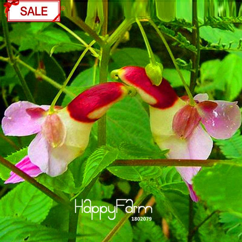Rare Parrot Orchid Seeds - Exotic High-Grade Bonsai Flower for Home Garden