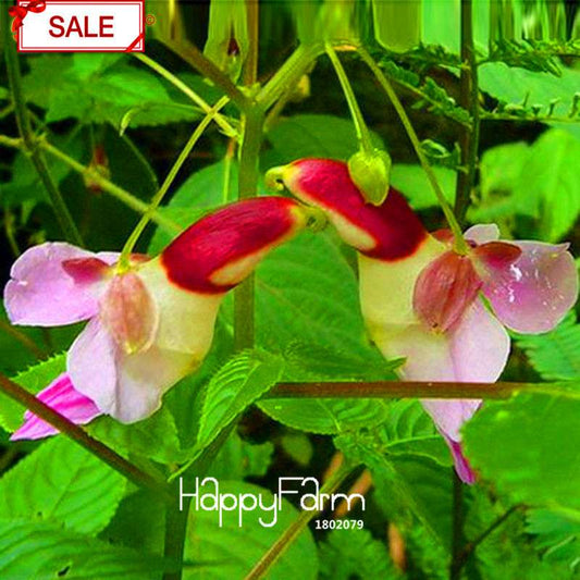 Rare Parrot Orchid Seeds - Exotic High-Grade Bonsai Flower for Home Garden