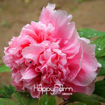 Purple & White Peony Seeds - for Home Garden, Bonsai & Potted Flowers | Premium Blooming Plant Seeds