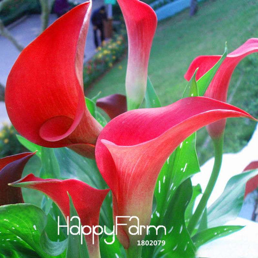 Red Calla Lily Seeds - Exotic Balcony & Patio Flower Seeds for Potted Bonsai | Fast-Growing Aethiopica