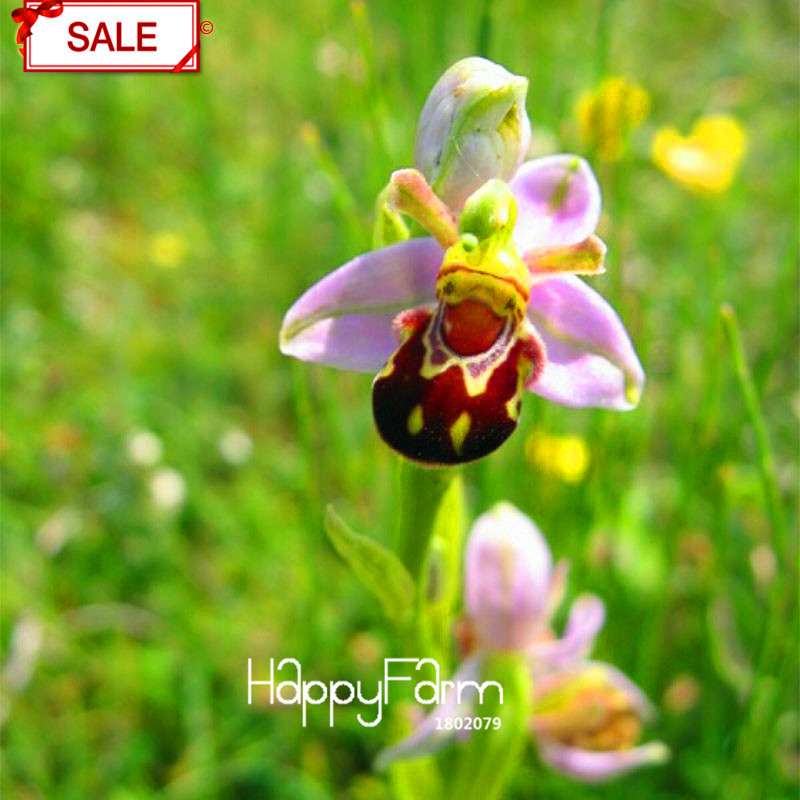 Bee Orchid Seeds - Perennial Flowering Plants for Pots, Unique & Easy to Grow Garden Gift
