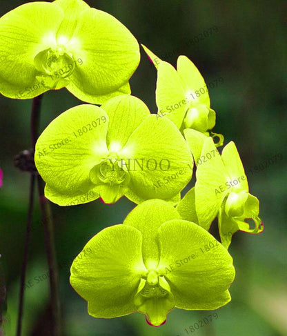 Rare Mixed Color Butterfly Orchid Seeds - Beautiful Bonsai Balcony Flowers for Garden Planting