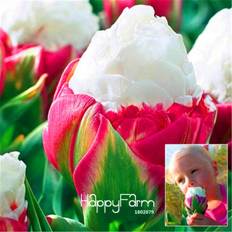 Rare Cabbage Tulip Seeds - Exotic Garden Bonsai Flower Seeds for Pots