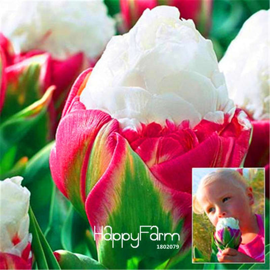 Rare Cabbage Tulip Seeds - Exotic Garden Bonsai Flower Seeds for Pots