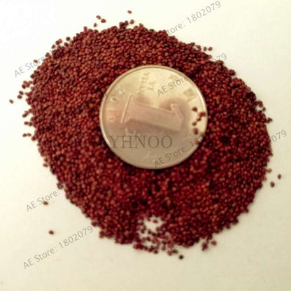 Pink Strawberry Seeds for Planting - Sweet Fruit, Home Garden, DIY Potted Plants (Indoor/Outdoor)