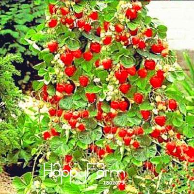 Strawberry Seeds for Planting - Sweet Climbing Fruit for Home Garden, Pots & Courtyard