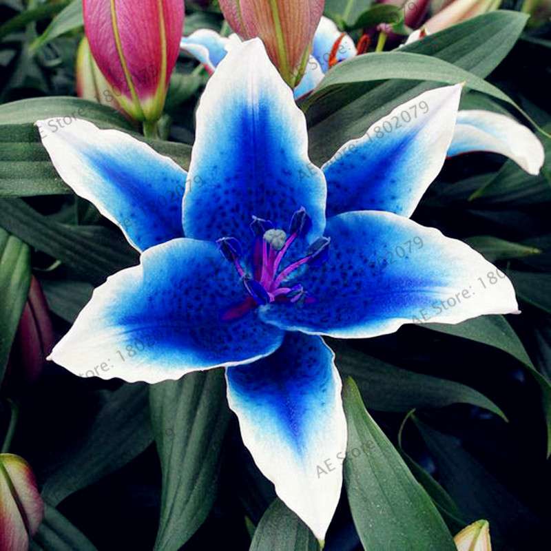 Lilium Brownii Seeds - Indoor Bonsai, Courtyard Lily Flower Seeds for Planting