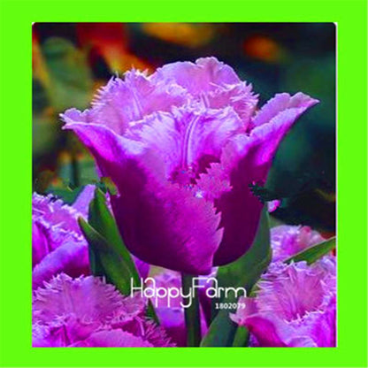 Dutch Tulip Flower Seeds - Potted Bonsai for Home & Garden Planting