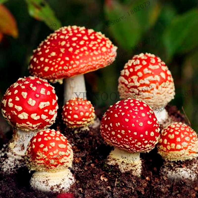 Edible Mushroom Seeds for Planting - Organic Healthy Succulent Vegetable Seeds for Happy Farm & Home Garden