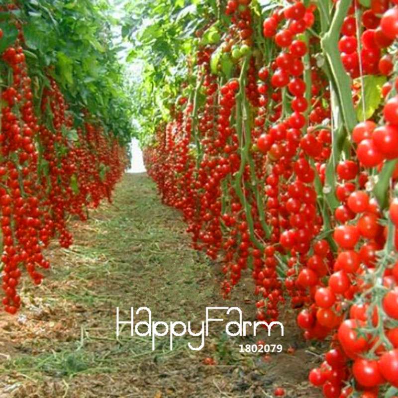 Rainbow Tomato Seeds - Organic Bonsai Veggie & Fruit Seeds for Home Garden, Non-GMO, Easy Grow