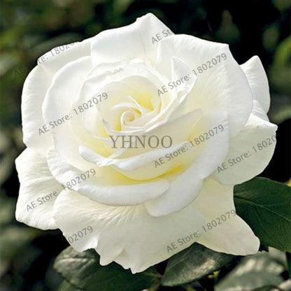 Rare Mixed Color Rose Seeds - Rainbow, Black, Blue - Bonsai Flower Seeds for Home Garden Planting