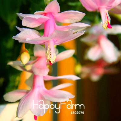 24 Color Rare Schlumbergera Bonsai Seeds - | Unique Truncatus Flower Seeds for Planting