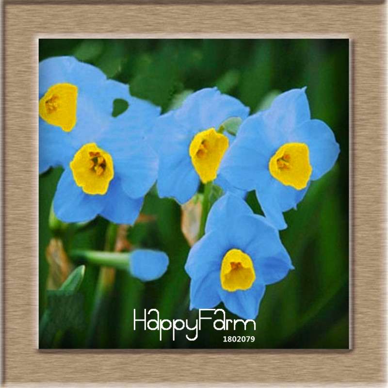 Daffodil Seeds (Narcissus Tazetta) - Indoor Flowering Bulbs for Home & Office, Easy to Grow