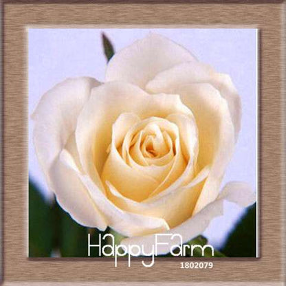 Colorful Rainbow Rose Seeds - 20 Varieties, for Bonsai & Flower Pots | Premium Planting Kit