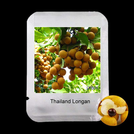 Thai Longan Seeds - Extra Sweet & Large Bonsai Fruit for Home Garden | Easy-Grow Professional Pack