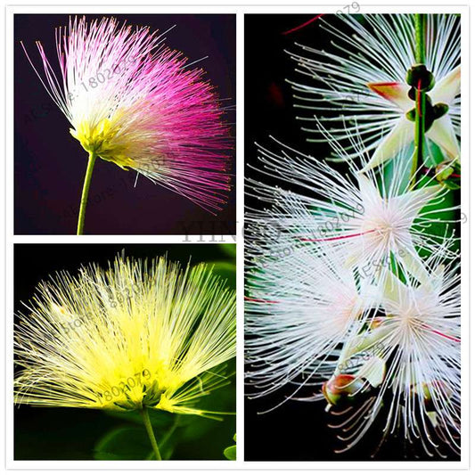 Exotic Bonsai Flower Seeds for Home Decor - Rare & Beautiful Varieties | Fast US Shipping