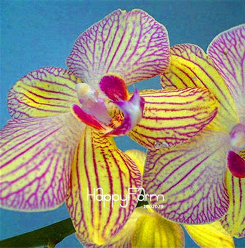 Phalaenopsis Orchid Seeds - Premium Bonsai Flower Seeds for Home & Indoor Garden Planting