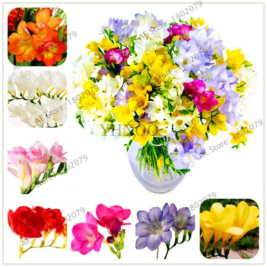 Freesia Seeds - Colorful Fragrant Flowers for Home Garden Planting