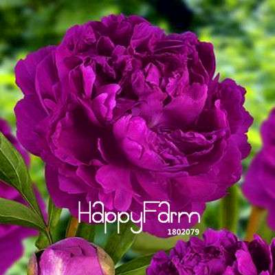Black Purple Peony Seeds - Exotic Potted Bonsai Plant for Home Garden, Easy to Grow Flower Seeds