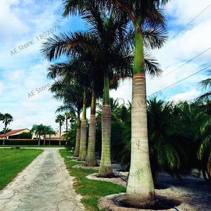 Cuban Royal Palm Seeds - Exotic Tropical Bonsai Tree for Home Garden & Balcony Planting