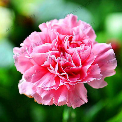 Rare Carnation Seeds - Dianthus Caryophyllus, Potted Bonsai Flower Seeds for Mother's Day, Home Garden Planting
