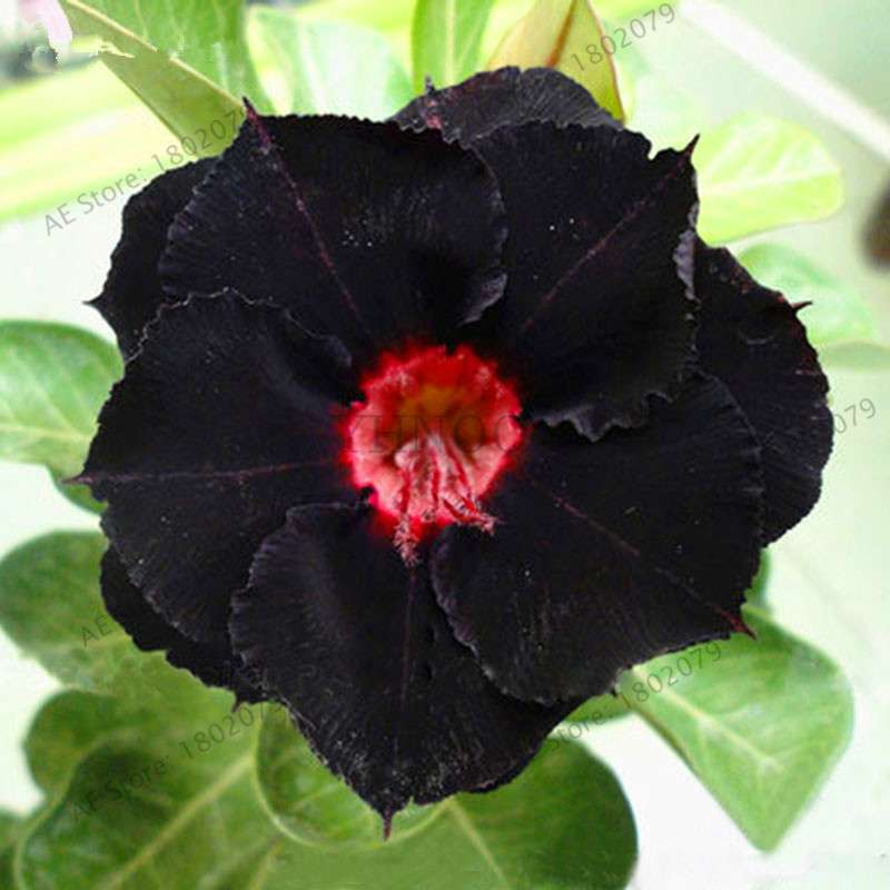 Exotic Mixed Colors Desert Rose Seeds - Fire Red Heart Bonsai, for Home Garden