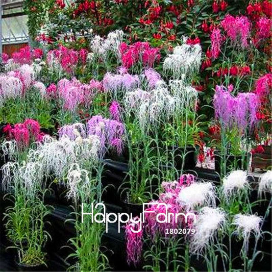 Dianthus Spooky Mix Flower Seeds - Easy to Grow, Vibrant Potted Flowers for Home & Garden