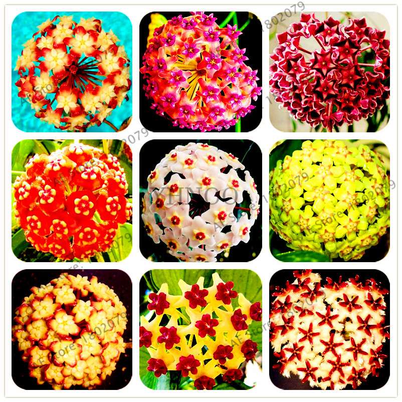 24 Color Hoya Carnosa Seeds - Rare Perennial Bonsai Plant for Home Garden