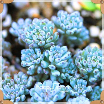 99 Rare Succulents & Lithops Seeds - Exotic Bonsai Plants, - Unique Office & Home Garden