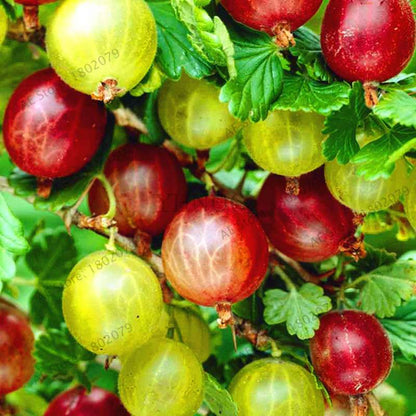 Organic Gooseberry Seeds - Fresh, Nutrient-Rich Perennial Fruit Seeds for Home Gardening