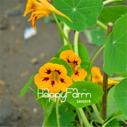 Rare Hanging Nasturtium Seeds - Vibrant Climbing Flowers for Garden & Containers