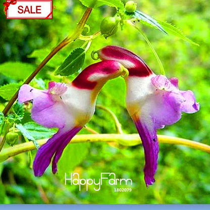 Rare Parrot Orchid Seeds - Exotic High-Grade Bonsai Flower for Home Garden
