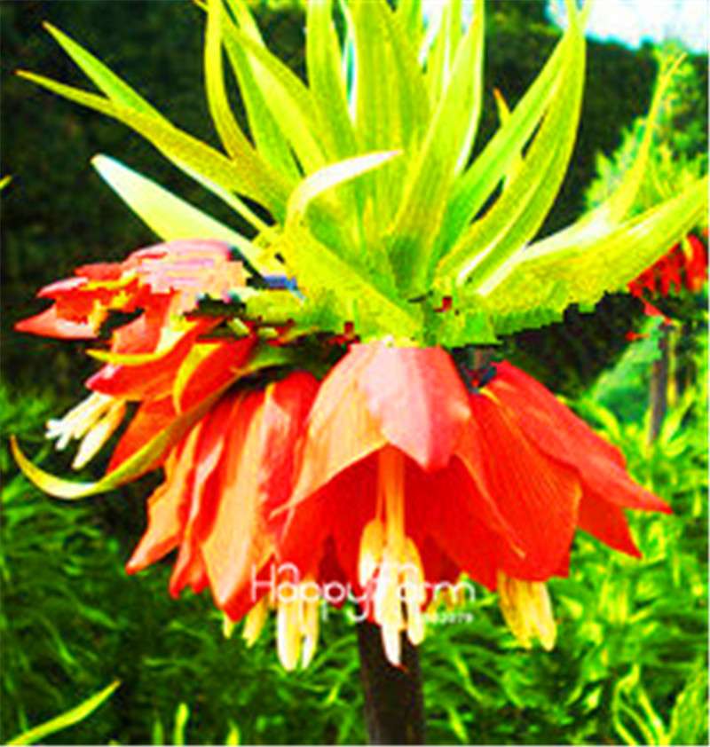 Fritillaria Foxglove Seeds - Potted Bonsai Garden Kit for DIY Home Planting | Premium Quality