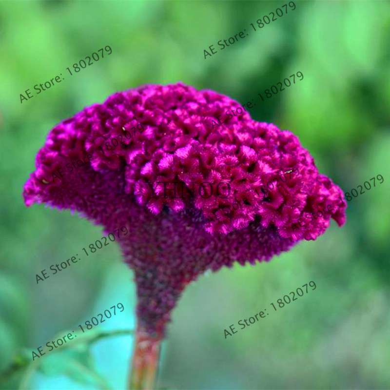 2025 Celosia Flower Seeds Mix Color - Cockscomb Seeds for Home Garden, Easy to Grow & DIY Planting