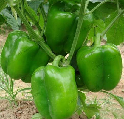 Giant Spicy Red Chili Pepper Seeds - Hot Heirloom Plants for Garden, Pots & Balcony - Non-GMO Bonsai Seeds