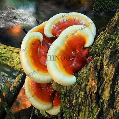 Wild Ganoderma Lucidum Lingzhi Spores - Easy Planting, High Germination Rate for Home Growers