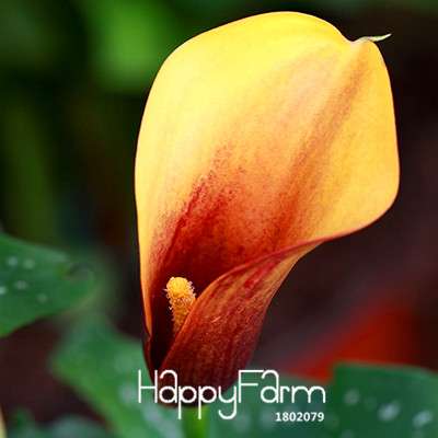 18 Color Rare Calla Lily Seeds - High Germination Rate, Fast US Shipping
