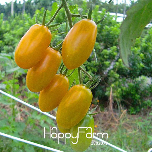 Yellow Cherry Tomato Seeds - Sweet Balcony Fruits, Potted Bonsai Plant, Home Gardening