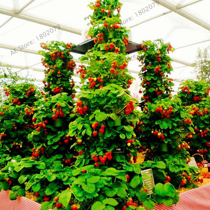 Rare Red Climbing Strawberry Seeds for Home Garden | Sweet Fruit Plant Bonsai